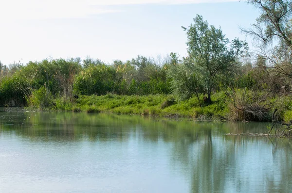Bozkır nehir sazlık yaz. nehir görünümünde kez izlendi. küçük mavi nehir kıyısında güneşli bir gün