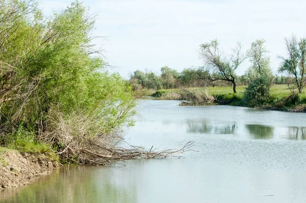 草原の川の葦の夏 川のビューでビュー 晴れた日で小さな青い川 — ストック写真