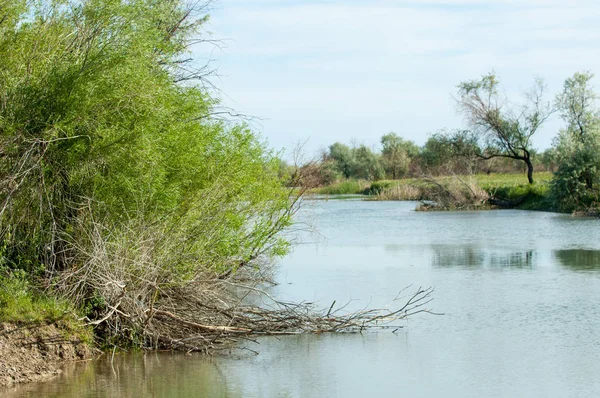 Bozkır nehir sazlık yaz. nehir görünümünde kez izlendi. küçük mavi nehir kıyısında güneşli bir gün
