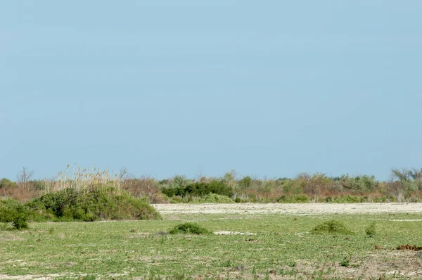 Estepa Pradera Terciopelo Terciopelo Llanura Inundación Hermosa Naturaleza Las Estepas — Foto de Stock