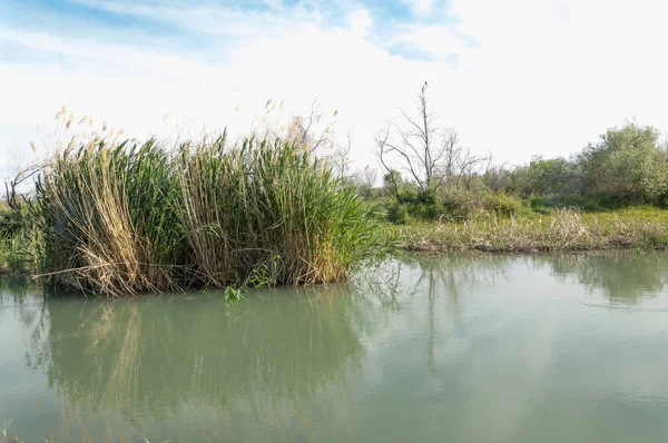 Bozkır nehir sazlık yaz. nehir görünümünde kez izlendi. küçük mavi nehir kıyısında güneşli bir gün