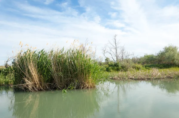 Bozkır nehir sazlık yaz. nehir görünümünde kez izlendi. küçük mavi nehir kıyısında güneşli bir gün