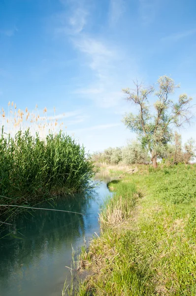 Bozkır nehir sazlık yaz. nehir görünümünde kez izlendi. küçük mavi nehir kıyısında güneşli bir gün