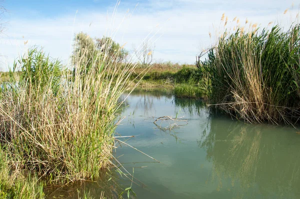 Bozkır nehir sazlık yaz. nehir görünümünde kez izlendi. küçük mavi nehir kıyısında güneşli bir gün