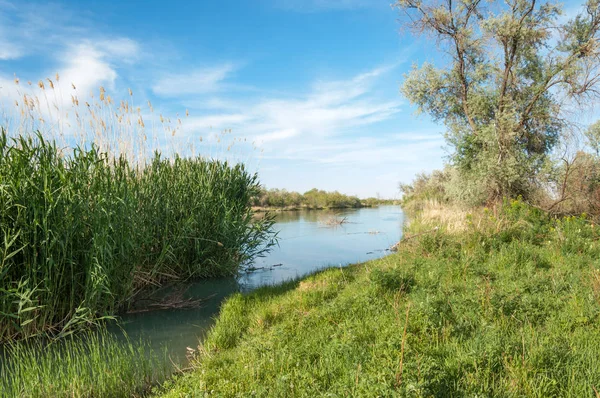Bozkır nehir sazlık yaz. nehir görünümünde kez izlendi. küçük mavi nehir kıyısında güneşli bir gün