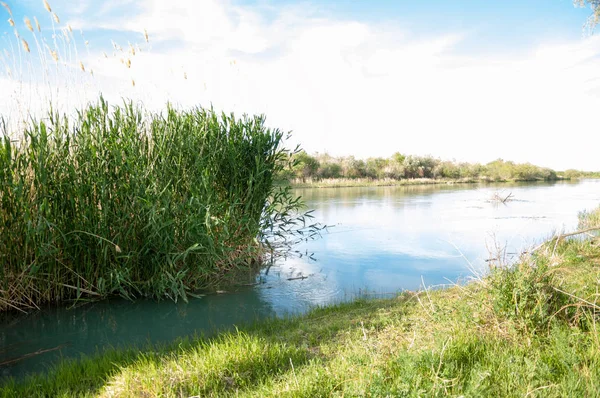 Bozkır nehir sazlık yaz. nehir görünümünde kez izlendi. küçük mavi nehir kıyısında güneşli bir gün