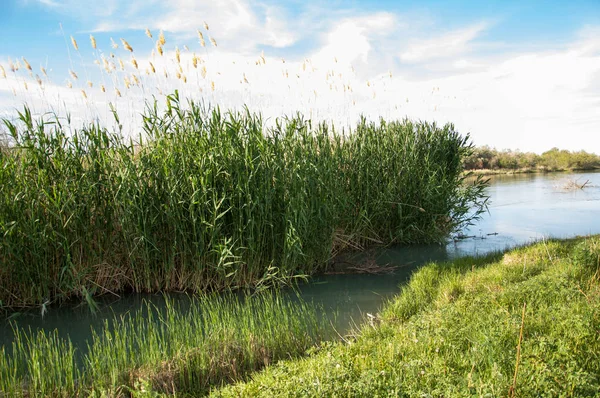 Bozkır nehir sazlık yaz. nehir görünümünde kez izlendi. küçük mavi nehir kıyısında güneşli bir gün