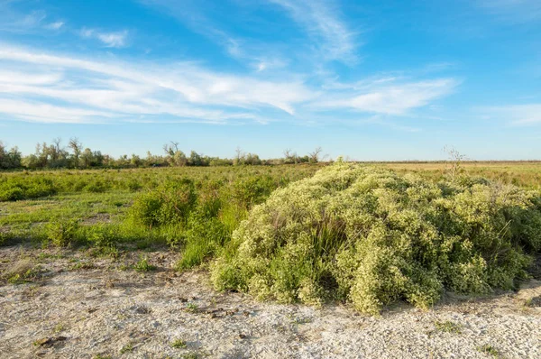 Bozkır tuzlu topraklar. tuz tuz tuz. Bozkır çayır veldt veld. Tuzlu toprak çöl, tuzlu Göller. cansız yanıp kavrulmuş dünyamız. Kazakistan çıplak bozkır