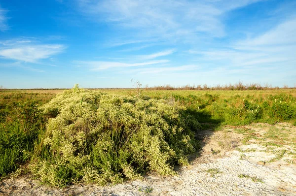 Bozkır tuzlu topraklar. tuz tuz tuz. Bozkır çayır veldt veld. Tuzlu toprak çöl, tuzlu Göller. cansız yanıp kavrulmuş dünyamız. Kazakistan çıplak bozkır