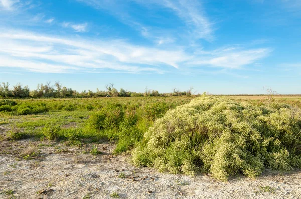 Bozkır tuzlu topraklar. tuz tuz tuz. Bozkır çayır veldt veld. Tuzlu toprak çöl, tuzlu Göller. cansız yanıp kavrulmuş dünyamız. Kazakistan çıplak bozkır
