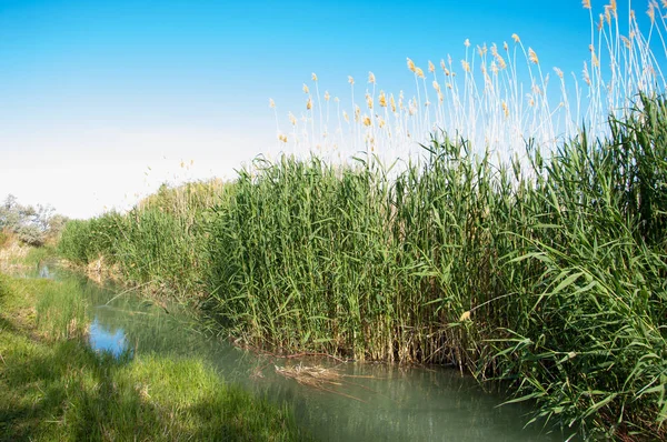 Bozkır nehir sazlık yaz. nehir görünümünde kez izlendi. küçük mavi nehir kıyısında güneşli bir gün