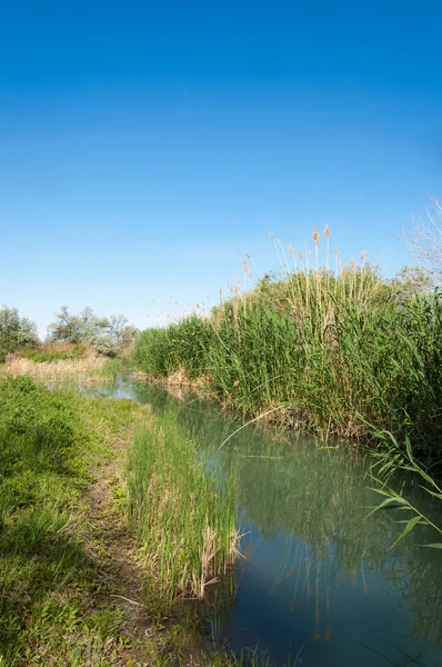 Bozkır nehir sazlık yaz. nehir görünümünde kez izlendi. küçük mavi nehir kıyısında güneşli bir gün