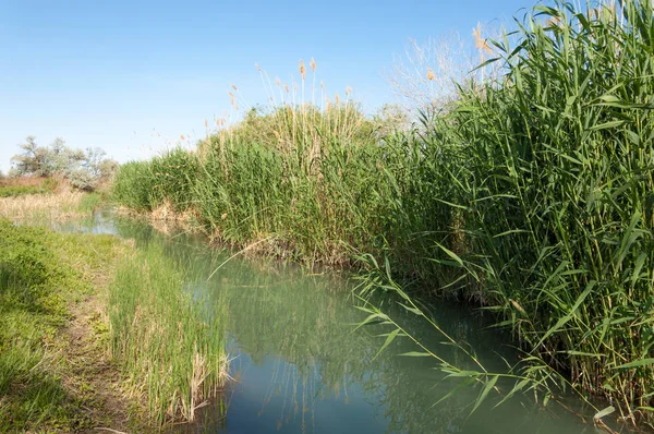 Bozkır nehir sazlık yaz. nehir görünümünde kez izlendi. küçük mavi nehir kıyısında güneşli bir gün