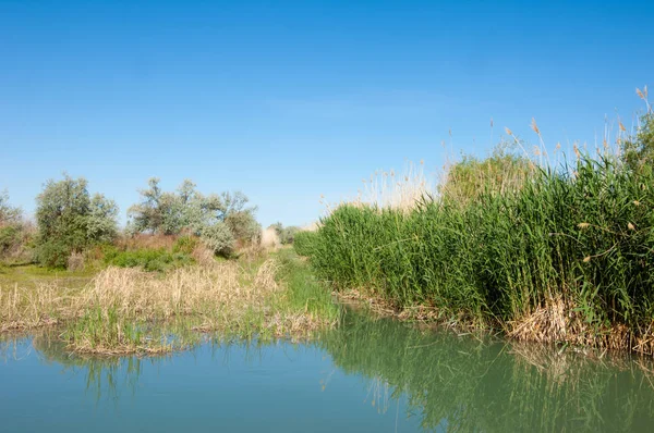 Bozkır nehir sazlık yaz. nehir görünümünde kez izlendi. küçük mavi nehir kıyısında güneşli bir gün