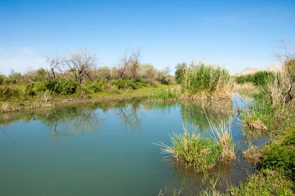 Bozkır nehir sazlık yaz. nehir görünümünde kez izlendi. küçük mavi nehir kıyısında güneşli bir gün