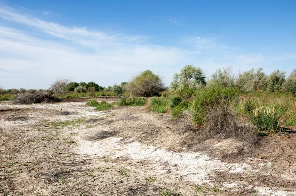 Suelos Salinos Estepa Sal Salina Sal Stepa Prairie Veldt Veld — Foto de Stock