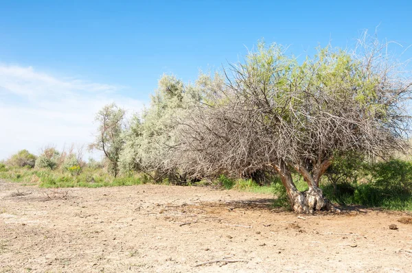 Bozkır tuzlu topraklar. tuz tuz tuz. Bozkır çayır veldt veld. Tuzlu toprak çöl, tuzlu Göller. cansız yanıp kavrulmuş dünyamız. Kazakistan çıplak bozkır