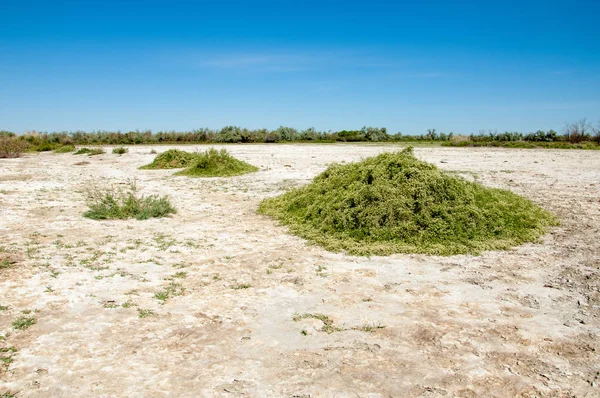 Bozkır tuzlu topraklar. tuz tuz tuz. Bozkır çayır veldt veld. Tuzlu toprak çöl, tuzlu Göller. cansız yanıp kavrulmuş dünyamız. Kazakistan çıplak bozkır