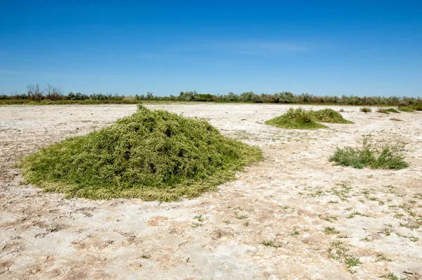 Bozkır tuzlu topraklar. tuz tuz tuz. Bozkır çayır veldt veld. Tuzlu toprak çöl, tuzlu Göller. cansız yanıp kavrulmuş dünyamız. Kazakistan çıplak bozkır