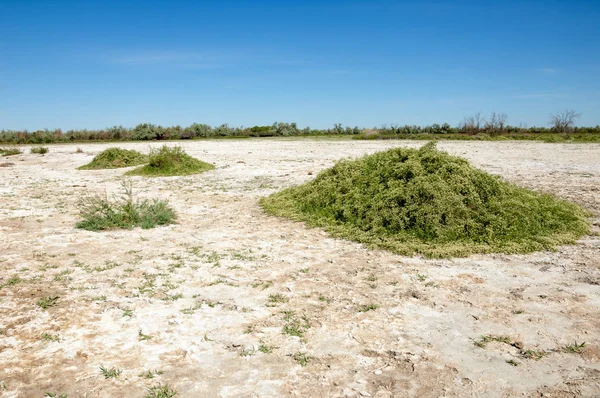 Bozkır tuzlu topraklar. tuz tuz tuz. Bozkır çayır veldt veld. Tuzlu toprak çöl, tuzlu Göller. cansız yanıp kavrulmuş dünyamız. Kazakistan çıplak bozkır