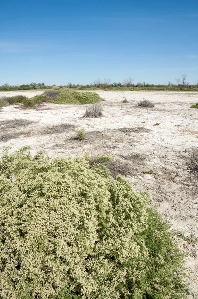 Bozkır tuzlu topraklar. tuz tuz tuz. Bozkır çayır veldt veld. Tuzlu toprak çöl, tuzlu Göller. cansız yanıp kavrulmuş dünyamız. Kazakistan çıplak bozkır