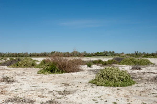 Bozkır tuzlu topraklar. tuz tuz tuz. Bozkır çayır veldt veld. Tuzlu toprak çöl, tuzlu Göller. cansız yanıp kavrulmuş dünyamız. Kazakistan çıplak bozkır