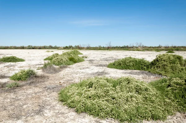 Bozkır tuzlu topraklar. tuz tuz tuz. Bozkır çayır veldt veld. Tuzlu toprak çöl, tuzlu Göller. cansız yanıp kavrulmuş dünyamız. Kazakistan çıplak bozkır