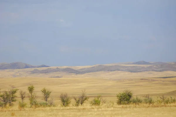 Woodless Zavallı Nemi Genellikle Düz Ile Kuru Iklim Bölgesinde Otsu — Stok fotoğraf