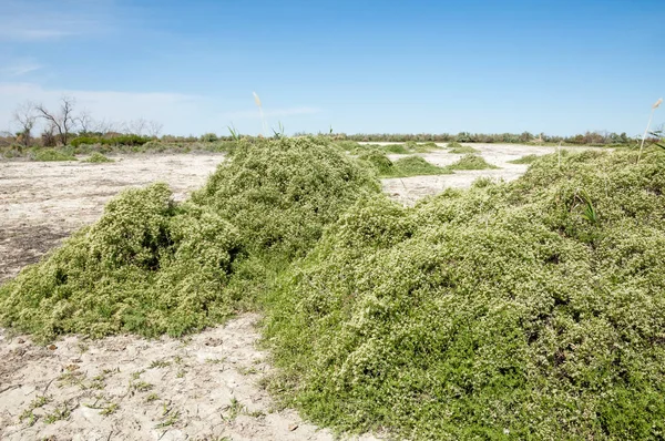 Bozkır tuzlu topraklar. tuz tuz tuz. Bozkır çayır veldt veld. Tuzlu toprak çöl, tuzlu Göller. cansız yanıp kavrulmuş dünyamız. Kazakistan çıplak bozkır