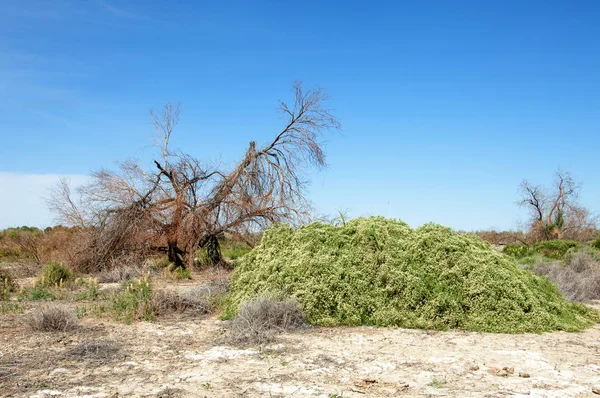 Bozkır tuzlu topraklar. tuz tuz tuz. Bozkır çayır veldt veld. Tuzlu toprak çöl, tuzlu Göller. cansız yanıp kavrulmuş dünyamız. Kazakistan çıplak bozkır