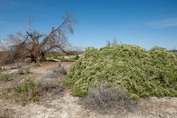 Bozkır tuzlu topraklar. tuz tuz tuz. Bozkır çayır veldt veld. Tuzlu toprak çöl, tuzlu Göller. cansız yanıp kavrulmuş dünyamız. Kazakistan çıplak bozkır