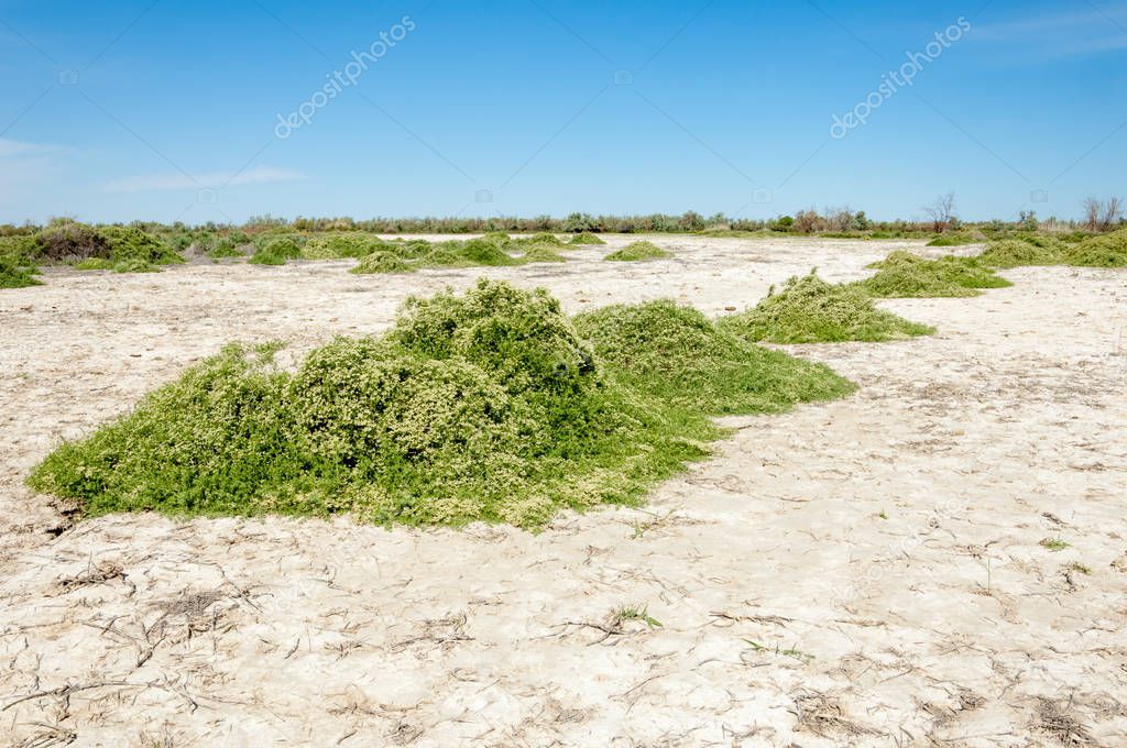 Steppe saline soils. saline  salt  in salt.  steppe  prairie  veldt veld. Saline soils of the desert, salt lakes,.  lifeless scorched earth. bare steppe of Kazakhstan