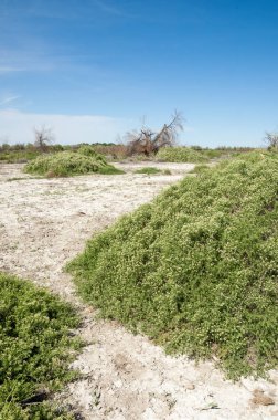 Bozkır tuzlu topraklar. tuz tuz tuz. Bozkır çayır veldt veld. Tuzlu toprak çöl, tuzlu Göller. cansız yanıp kavrulmuş dünyamız. Kazakistan çıplak bozkır