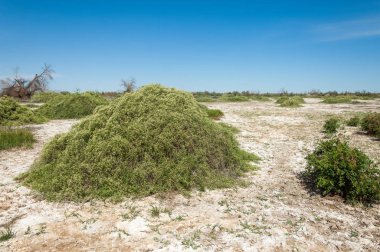 Bozkır tuzlu topraklar. tuz tuz tuz. Bozkır çayır veldt veld. Tuzlu toprak çöl, tuzlu Göller. cansız yanıp kavrulmuş dünyamız. Kazakistan çıplak bozkır