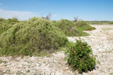 Bozkır tuzlu topraklar. tuz tuz tuz. Bozkır çayır veldt veld. Tuzlu toprak çöl, tuzlu Göller. cansız yanıp kavrulmuş dünyamız. Kazakistan çıplak bozkır