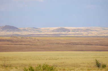 Woodless, zavallı nemi ve genellikle düz ile kuru iklim bölgesinde otsu bitki örtüsü bozkır. çayır, veld, veldt