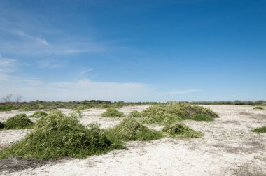 Bozkır tuzlu topraklar. tuz tuz tuz. Bozkır çayır veldt veld. Tuzlu toprak çöl, tuzlu Göller. cansız yanıp kavrulmuş dünyamız. Kazakistan çıplak bozkır