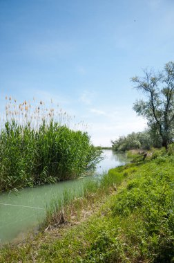 Bozkır nehir sazlık yaz. nehir görünümünde kez izlendi. küçük mavi nehir kıyısında güneşli bir gün