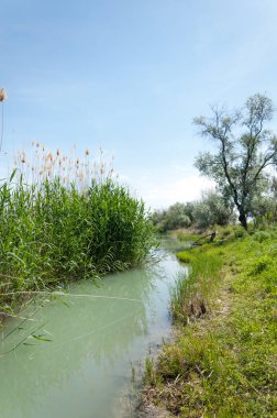 Bozkır nehir sazlık yaz. nehir görünümünde kez izlendi. küçük mavi nehir kıyısında güneşli bir gün