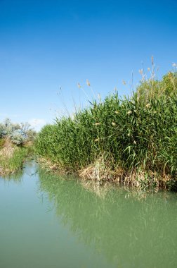 Bozkır nehir sazlık yaz. nehir görünümünde kez izlendi. küçük mavi nehir kıyısında güneşli bir gün