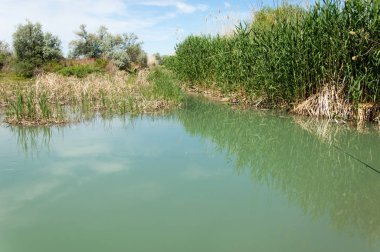 Bozkır nehir sazlık yaz. nehir görünümünde kez izlendi. küçük mavi nehir kıyısında güneşli bir gün