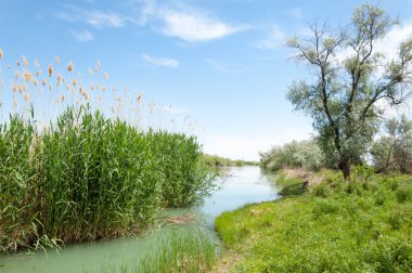 Bozkır nehir sazlık yaz. nehir görünümünde kez izlendi. küçük mavi nehir kıyısında güneşli bir gün