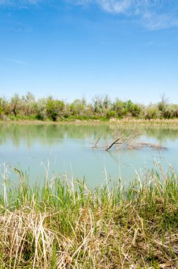 Bozkır nehir sazlık yaz. nehir görünümünde kez izlendi. küçük mavi nehir kıyısında güneşli bir gün