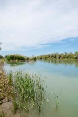 Bozkır nehir sazlık yaz. nehir görünümünde kez izlendi. küçük mavi nehir kıyısında güneşli bir gün