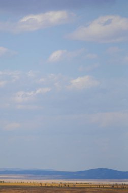 Woodless, zavallı nemi ve genellikle düz ile kuru iklim bölgesinde otsu bitki örtüsü bozkır. çayır, veld, veldt