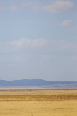Woodless, zavallı nemi ve genellikle düz ile kuru iklim bölgesinde otsu bitki örtüsü bozkır. çayır, veld, veldt