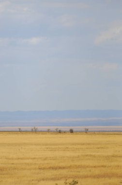 Woodless, zavallı nemi ve genellikle düz ile kuru iklim bölgesinde otsu bitki örtüsü bozkır. çayır, veld, veldt