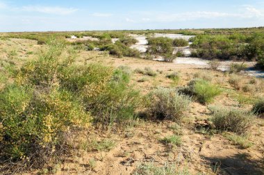 Bozkır tuzlu topraklar. tuz tuz tuz. Bozkır çayır veldt veld. Tuzlu toprak çöl, tuzlu Göller. cansız yanıp kavrulmuş dünyamız. Kazakistan çıplak bozkır