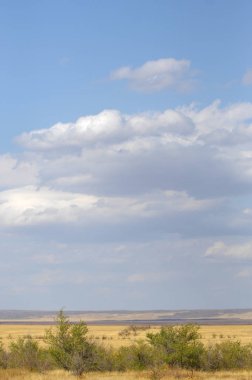 Woodless, zavallı nemi ve genellikle düz ile kuru iklim bölgesinde otsu bitki örtüsü bozkır. çayır, veld, veldt