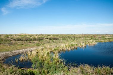 Güzel gökyüzü altında küçük bir göl. Bozkır içinde bataklıkta ile güzel yaz günü manzara. Göl sahnesinde yaz